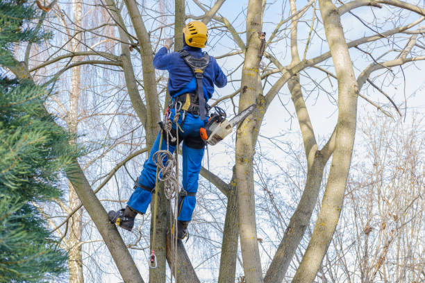 Best Tree Maintenance Programs  in USA